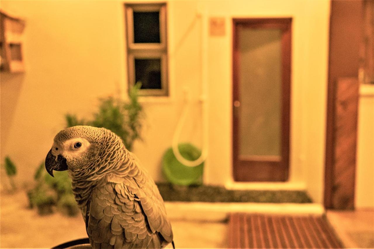 Nala Island Village Maafushi Dış mekan fotoğraf